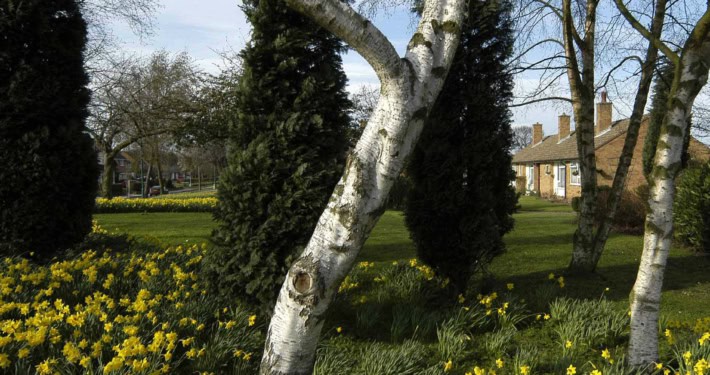 Birch trees and yellow daffodils in a grassy garden with a brick house in the background.
