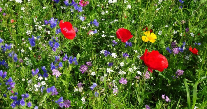 Wildflowers in bloom, including red poppies, purple, blue, white, and yellow flowers, in green grass.